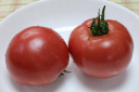 大玉トマト収穫 2016