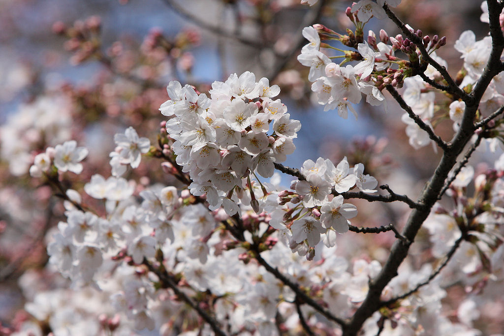 富岡公園の桜