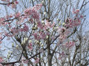 鶴岡八幡宮境内の桜とハクモクレン