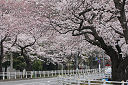 富岡総合公園の桜