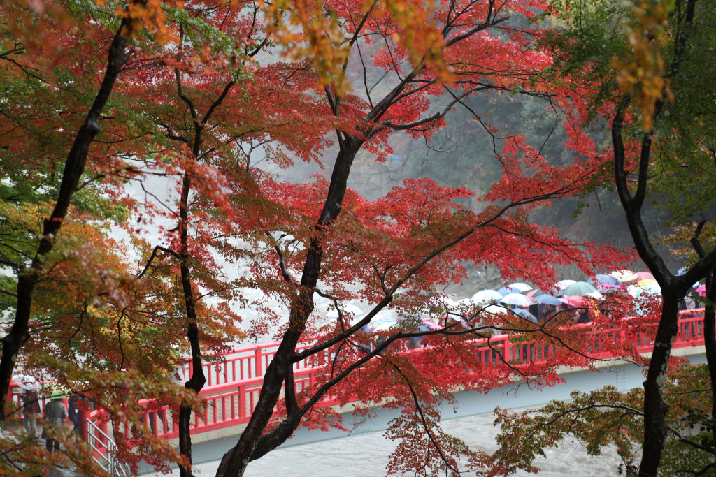 香嵐渓の紅葉　待月橋