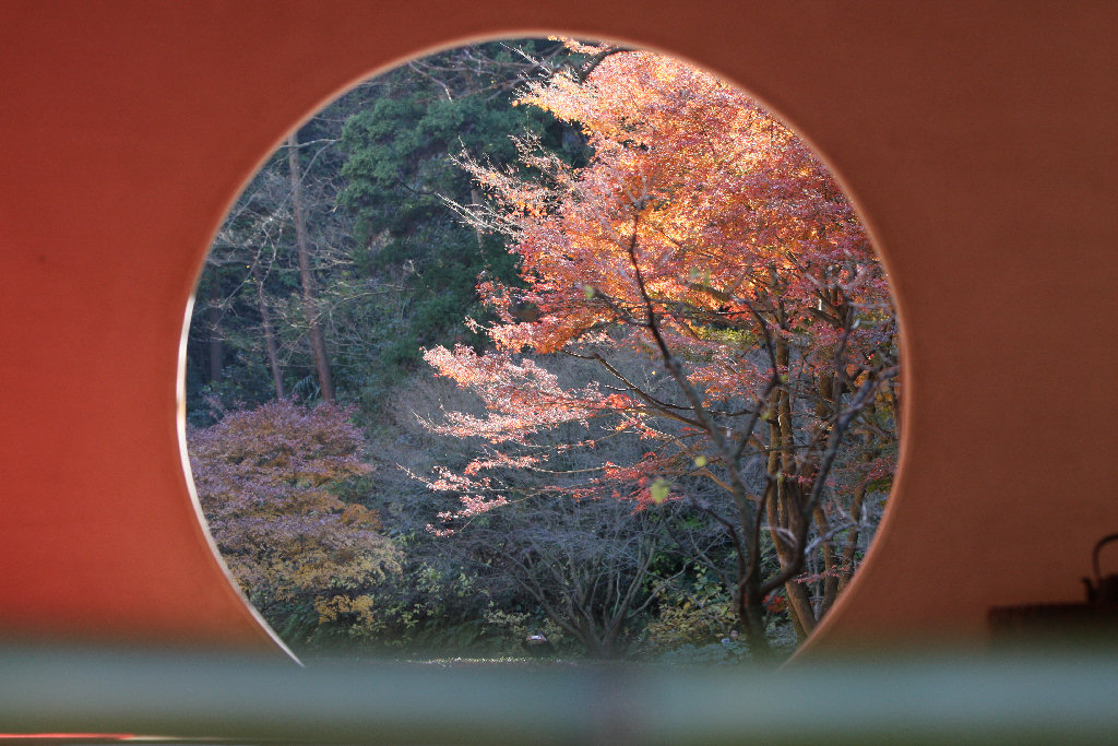 鎌倉明月院 方丈の丸窓