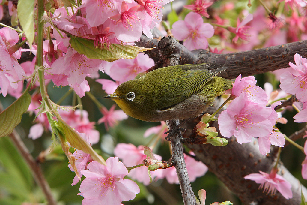 稱名寺近くのメジロと河津桜